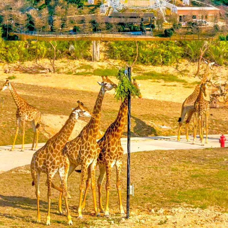 【RT暑假~清遠長隆奇妙探索之旅】清遠長隆森林王國、近覽動物大遷徙奇觀、5A西樵山親子汽車3天(升級1晚五星碧桂園酒店)