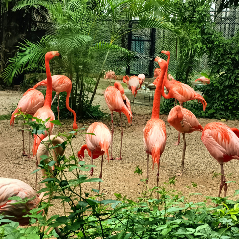 【萬人游廣西-南寧親子站】南寧動物園、機動游戲 、4D影院、龍虎山、竹排游江、靈猴趣鬧、“大唐不夜城”南寧之夜汽車2天